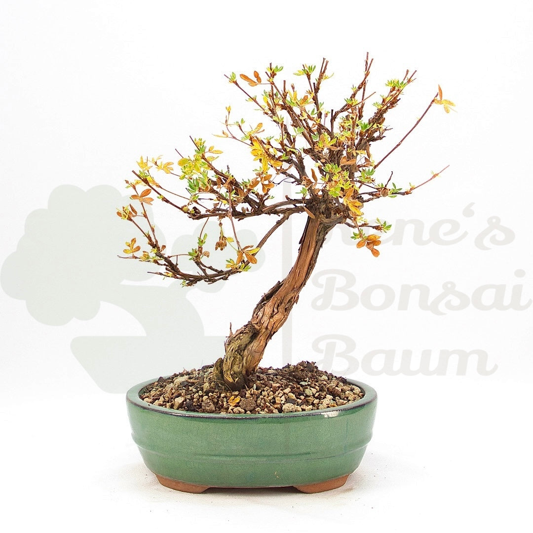 Weißer Fingerstrauch 'Potentilla fruticosa'